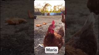 Mamis se diverte 🐓🤣alzheimerrindomuito rotinademae [upl. by Ailenroc]