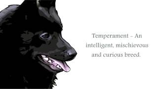 Schipperke Video [upl. by Benedikta]