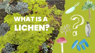 What are lichens  Introduction to lichens and their place among living organisms [upl. by Aikel]