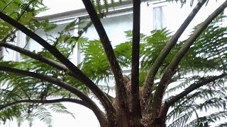 cyathea cooperi Helecho arboreo para crear tu jardin con estilo tropical [upl. by Aroved]