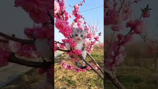 Adorable Kitten on a Pink Flower Tree 💗 catvideos catfails cathumor catlovers cutekittenvideos [upl. by Ma]