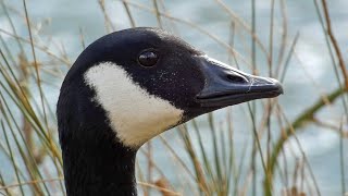 Canada Geese Honking  Defending Territories and Before and During Flight [upl. by Ailama934]