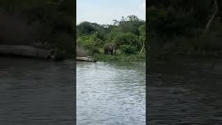 A glimpse of the Murchison Falls National Park in Uganda [upl. by Diad]