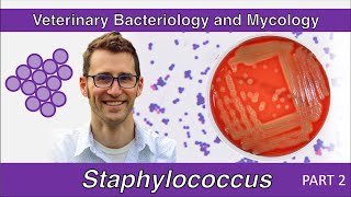 Staphylococcus Part 2  Veterinary Bacteriology and Mycology [upl. by Mirabella]