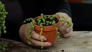 How to Propagate Senecio String of Pearls [upl. by Nnaycnan]