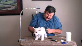 How to groom a westie puppy [upl. by Clarance]