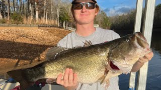 12 Pound Bass at Lake Wedowee in Alabama December 31 2022 [upl. by Ecirp]