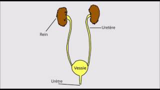 Inflammation de la vessie Cystite [upl. by Wistrup197]