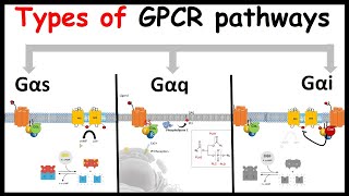 G protein coupled receptor signaling  GPCR signaling Types of G alpha subunit  G alpha s q and i [upl. by Maltzman325]