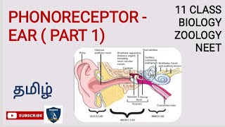 Phonoreceptor  Ear Part 1Tamil  Neural Control amp Coordination  Zoology Class 11 NEETTNSCERT [upl. by Cyril]