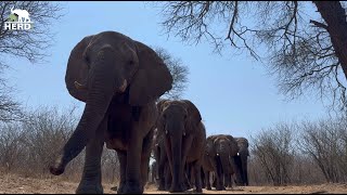 Powerful Elephant Strides and Family Swim Time 🐘 [upl. by Nivre]