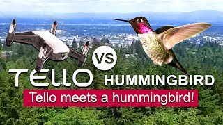 Tello VS Hummingbird  Filming a Hummingbird with the Tello Drone  TOO COOL [upl. by Champaigne]