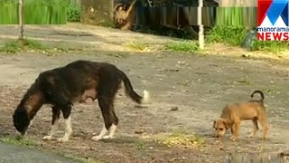 Central animal welfare board resist to kill street dog  Manorama News [upl. by Olifoet]