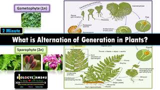 What is Alternation of Generations in Plants Sporophyte vs Gametophyte with examples [upl. by Eirojram]