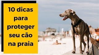 âœ… CACHORRO NA PRAIA Quais os cuidados para proteger o seu cÃ£o ðŸ¾ [upl. by Aelhsa]