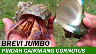 Kelomang Coenobita Brevimanus Pindah Cangkang Turbo cornutus  Aktifitas Kelomang  Crabpedia [upl. by Okiram]