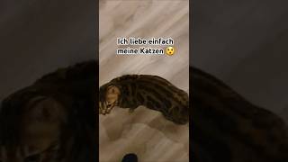 Das kennen nur Katzenbesitzer 😲 shorts katze bengalkatze [upl. by Anelrihs]