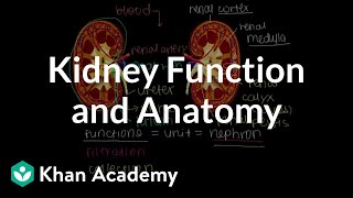 Kidney function and anatomy  Renal system physiology  NCLEXRN  Khan Academy [upl. by Asaph]