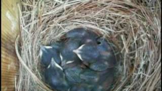 Bluebird Nest Eggs and Babies [upl. by Lemyt]