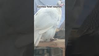 Guinea fowl sounds homesteadinglife guineafowl [upl. by Asirak301]