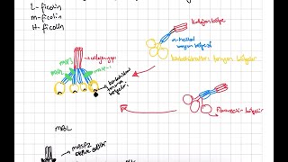 Kompleman Sistemi Complement System Lectin and Alternative Pathway [upl. by Etteroma]