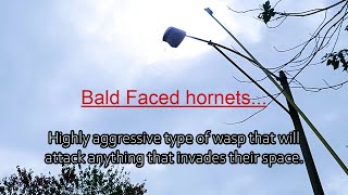 Removing Baldfaced hornets nest from pole using Hot sticks [upl. by Essirahs285]