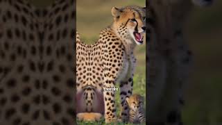 Cheetah Speed The Fastest Land Anima ai facts animals wildlife [upl. by Alair]