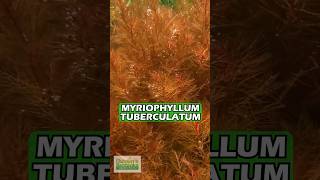 MYRIOPHYLLUM TUBERCULATUM INSANE RED AQUARIUM PLANT For Sale [upl. by Tindall863]