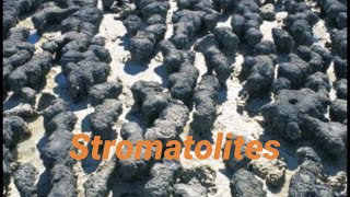 Stromatolites Western Australia [upl. by Lebasiairam848]