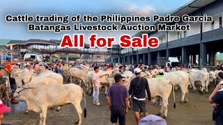 Price of cattle livestock auction market batangas philippines  quilting ganador at torete [upl. by Remlap835]