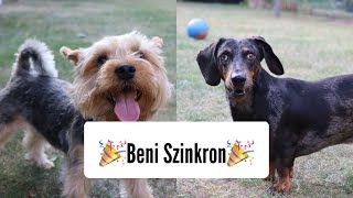 MEGÉRKEZETT Beni a yorki szinkronja 😱🎉🎉🐶 merlinkalandok [upl. by Perry]