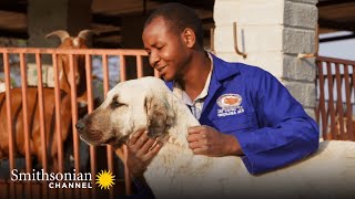 This Anatolian Guard Dog Protects Both Livestock amp Predators  Smithsonian Channel [upl. by Eaj]