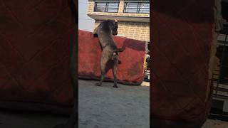 Cane corso z security 😱👺 dog pitbulll pitbullproduct doglover labrador viral dog youtube [upl. by Deenya]