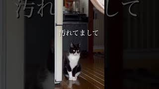 借りてきた猫が目で訴えてくるからアフレコしてみたって話 猫 アフレコしてみた [upl. by Anolla]