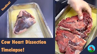 Cow Heart Dissection Timelapse timelapse cardiovascularsystem heart anatomy [upl. by Yeldar]