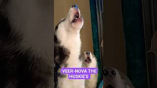 Siberian husky howling like a wolf🐺🐾husky howlingsiberian husky huskyhowlinghuskyhuskies [upl. by Rey]