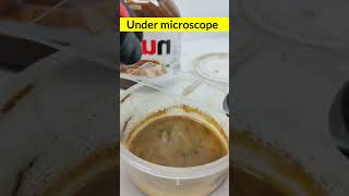 Under microscope viralreelschallenge undermicroscope youtubeviralshorts [upl. by Kcoj]