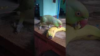 Indian ringneck parrot talking mummy 😱🦜🥰shorts ringneck ringnecklovers parakeet birdlovers🦜🥰 [upl. by Atikcir]