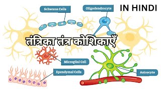 तंत्रिका तंत्र कोशिकाएँ Neuroglia Oligodendrocytes Astrocytes Microglia Ependymal Schwann Satellite [upl. by Eberle]