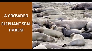 Elephant seals mate in a crowded harem  Breeding season 2021 [upl. by Llertnac]