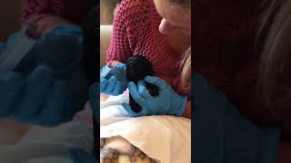 Puppy worming using Drontal solution  2 weeks old [upl. by Ysle444]