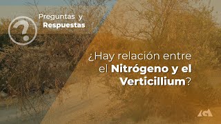 ¿Hay Relación entre el Nitrógeno y el Verticillium [upl. by China]