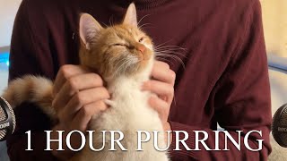 1 Hour  ASMR  Cats Purring for Relaxation and Deep Sleep [upl. by Latin884]