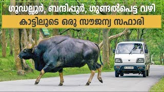 Gudalur to Gundlupet via Bandipur  Enjoy the free Wildlife Safari in Bandipur National Park [upl. by Arada]