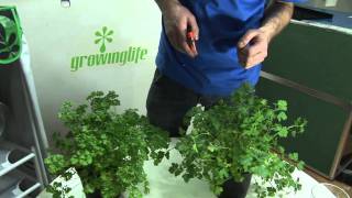 How To Harvest Parsley [upl. by Harv192]