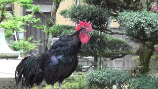 japanese rooster crowing continuously for 20 seconds [upl. by Ginevra]