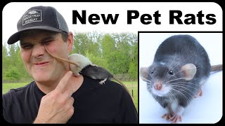 My New Pet Rat quotJudasquot Will Help Catch Wild Rats Building A Pet Rat Paradise Mousetrap Monday [upl. by Griff]