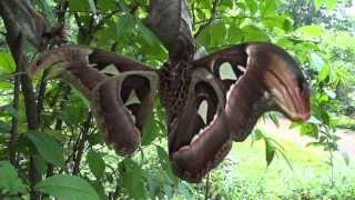 Atlas Moth Mating [upl. by Aissyla]