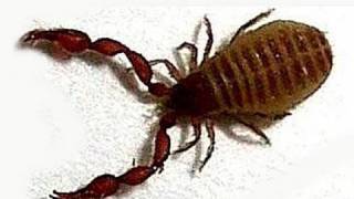 Pseudoscorpion Zoology Ireland [upl. by Anon]