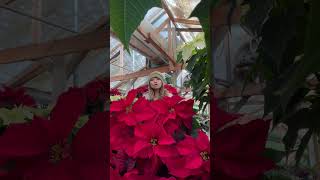 Poinsettia christmas poinsettia christmasflowers plants [upl. by Anastasius]